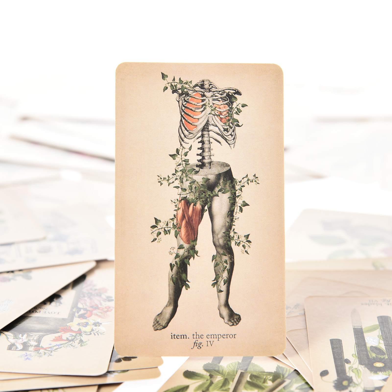The Antique Anatomy Tarot Card - Board Game Pdf review and price